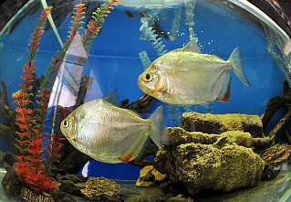 Завтрак в Ростовском зоопарке