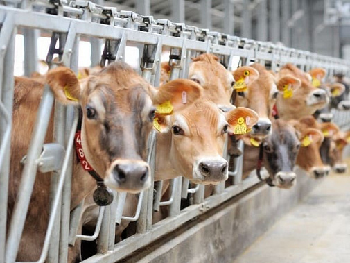 В двух районах Ростовской области ввели карантин по бруцеллезу КРС