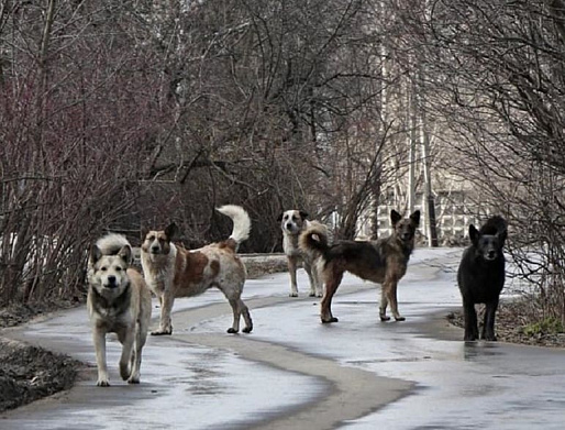 Администрация Ростова подготовила техзадание на строительство комплекса для безнадзорных животных