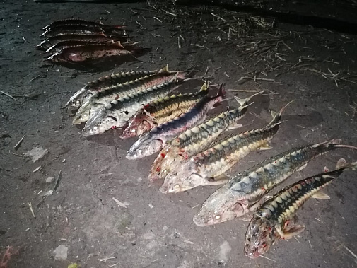 Браконьер наловил рыбы на три с лишним миллиона рублей