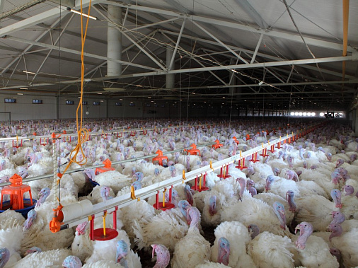 Фото agroinvestor.ru 