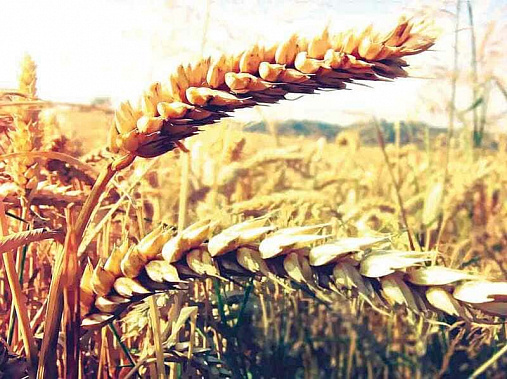 Понты как ГЕОбренд