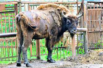 Завтрак в Ростовском зоопарке