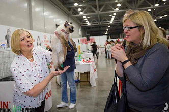 Как кошки-крошки Америку покоряли