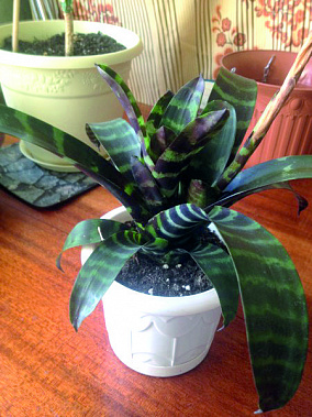 Вопрос - ответ