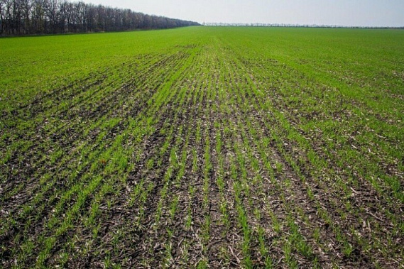 Фото сайта mcx.gov.ru