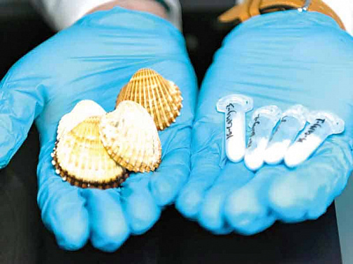 Биоматериал для операций получили из ракушек 