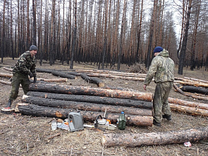 Лес спит – работа кипит