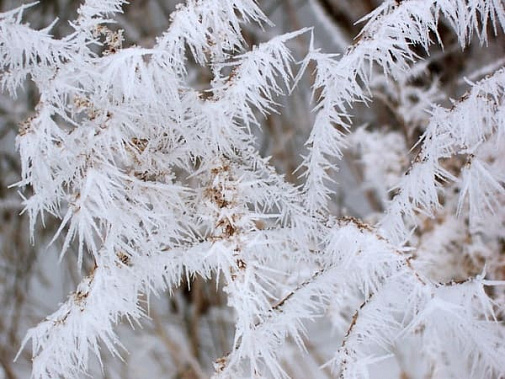 Январь в Ростовской области может удивить морозами