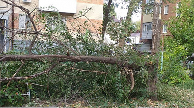 Прокуратура разбирается с ЧП в Батайске, где на мальчика рухнуло дерево