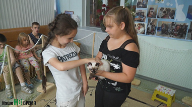 Как кошки-крошки  с друзьями встретились