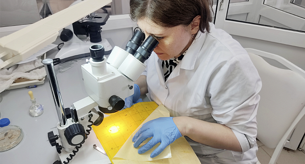  Вредителя плодовых культур выявили при фитосанитарном мониторинге