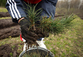 За месяц в лесничествах Дона высадили свыше десяти тысяч деревьев