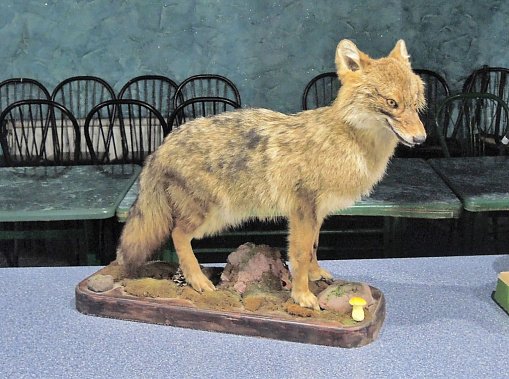 В Волгодонском районе отменили карантин по бешенству