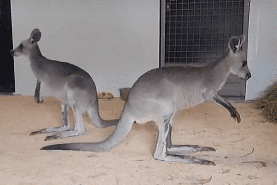 В Ростовский зоопарк приехали кенгуру из Новосибирска