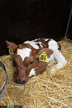 Коровы из красной книжки