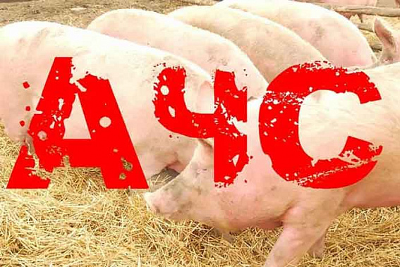 В трех хуторах Кагальницкого района из-за АЧС начнут отчуждать свиней