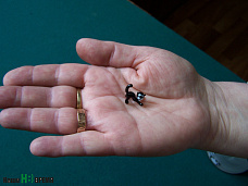 Лучшие коты приходят сами