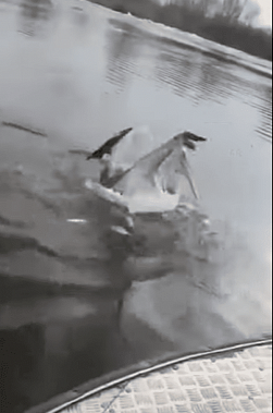 Стоп-кадр из видеозаписи регистратора на моторной лодке: пеликан чувствует себя вполне комфортно 