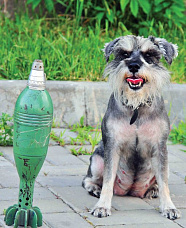 Собаки специального назначения_14656