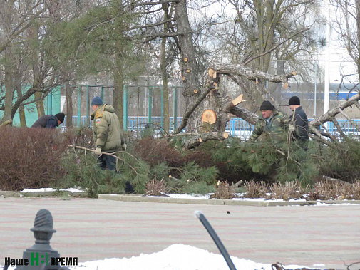 Уничтожение деревьев, посаженных когда-то первостроителями города, вызвало гнев волгодонцев.