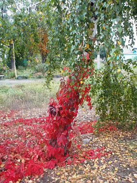 #КРАСОТАНАДОНУ