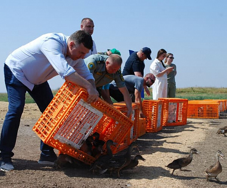 В акваторию Веселовского водохранилища выпустили более трех сотен уток и гусей