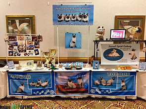 Как кошки-крошки Америку покоряли