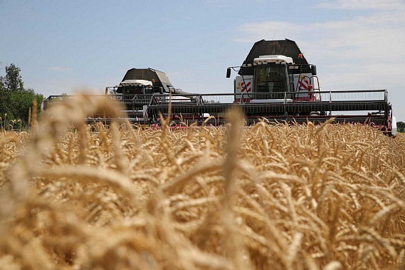Хлеборобы Дона собрали уже свыше 11 млн тонн зерновых