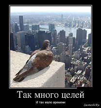Перелетные птицы и политический прогноз