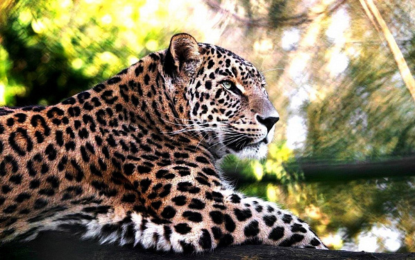 Дикая природа под защитой