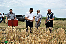 Колос Верхнего Дона