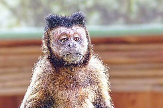 Вспышка оспы обезьян требует профилактики