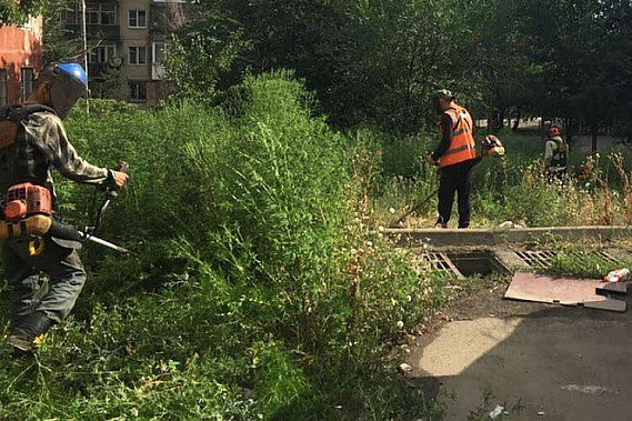 Кому жаловаться на нескошенную амброзию?