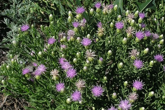 На Дону установлена еще одна карантинная зона из-за горчака ползучего