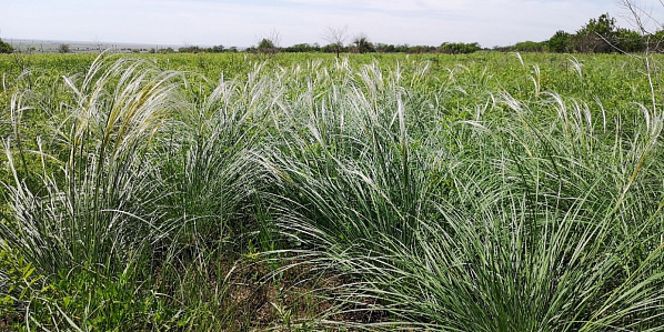 Степь Приазовская обрела границы