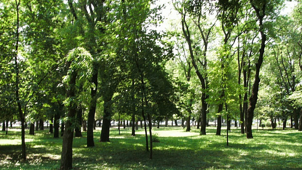 Ростовский парк на улице Вересаева будет благоустраивать компания, где числится ...один сотрудник