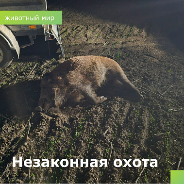      В Семикаракорском районе браконьерски уничтожили 8 особей дикого кабана!