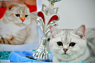 В Ростове проходит международная выставка кошек