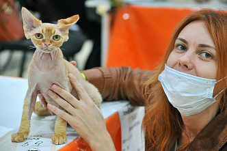 В Ростове проходит международная выставка кошек