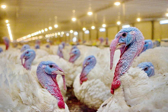 «Мертвая петля»: дубль шесть