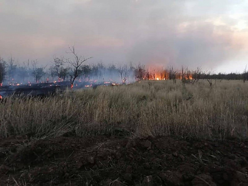 Из-за сильной жары в Ростовской области ожидается чрезвычайная пожароопасность