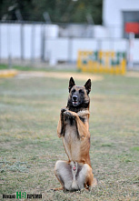 Собаки свое дело знают