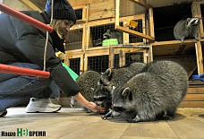 Дом для счастливых енотов