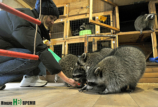 Дом для счастливых енотов