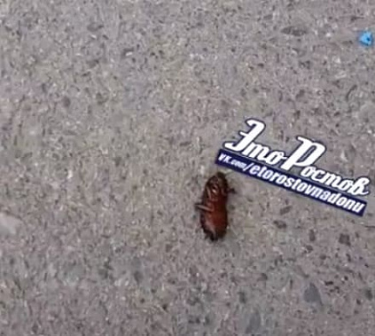 В Ростове прошел «таракановый дождь»