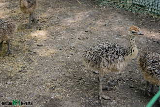 Страусы в Ростове
