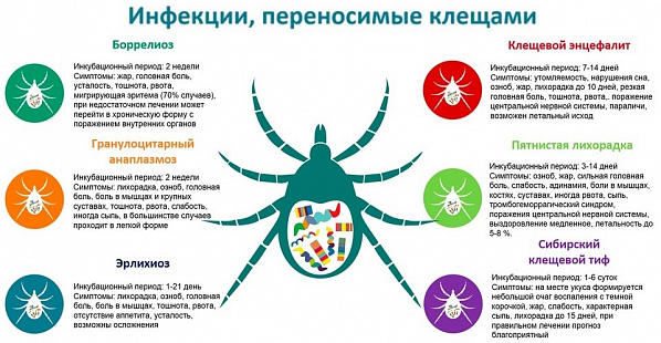 На территории Ростовской области продолжают распространяться клещевые инфекции
