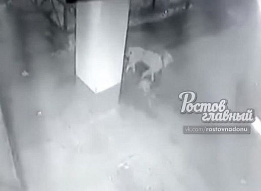 Скриншот из видео, опубликованного в сообществе «Ростов главный»