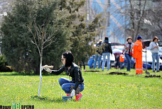 Клены, липы, туи...	